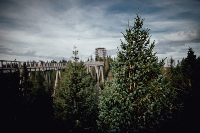 Chodník korunami stromov